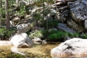 Aiton forest, Corsica France 4